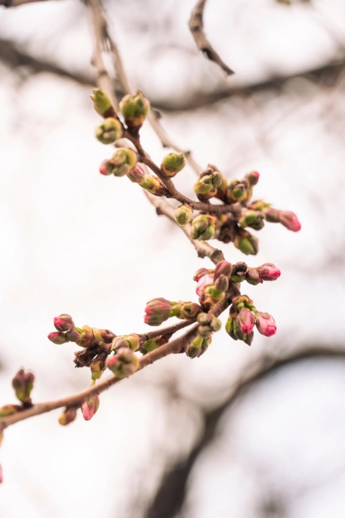 У Мукачеві почала квітнути "шалена" сакура: у чому її особливість (фото)