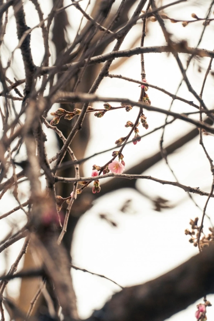 У Мукачеві почала квітнути "шалена" сакура: у чому її особливість (фото)