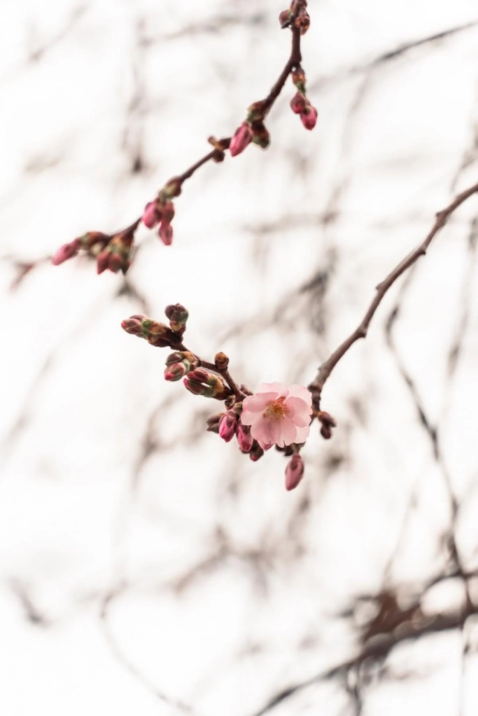 У Мукачеві почала квітнути "шалена" сакура: у чому її особливість (фото)