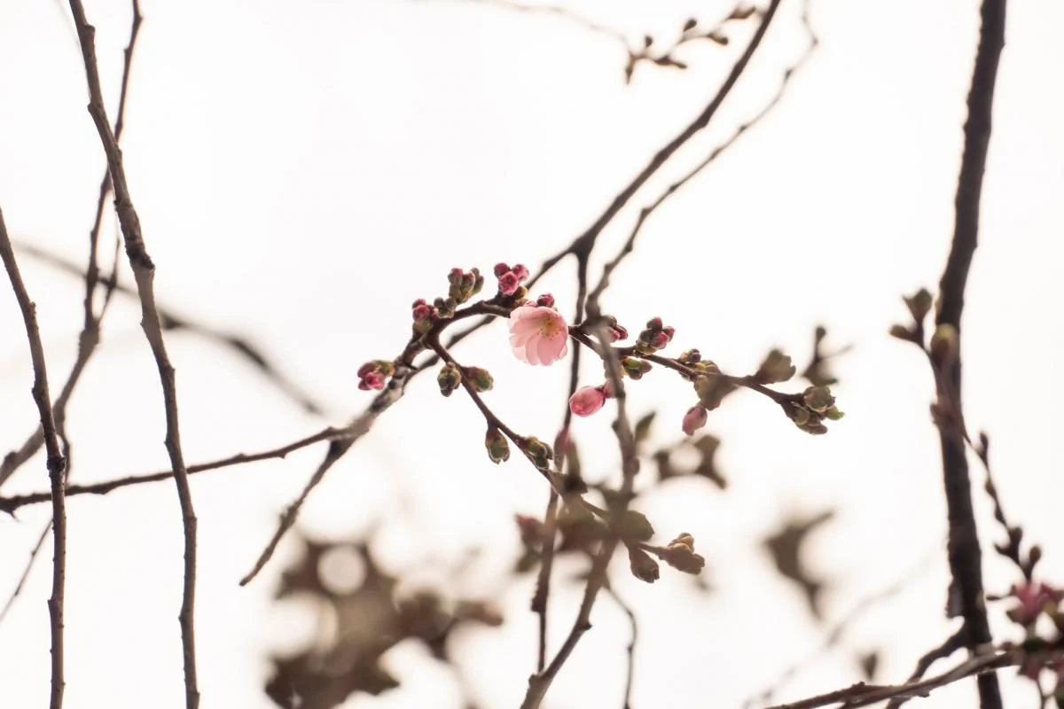 У Мукачеві почала квітнути "шалена" сакура: у чому її особливість (фото)