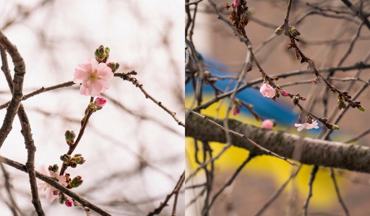 У Мукачеві почала квітнути "шалена" сакура: у чому її особливість (фото)