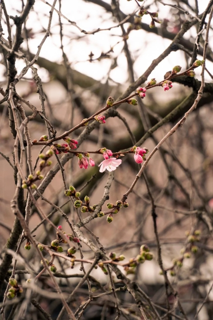 У Мукачеві почала квітнути "шалена" сакура: у чому її особливість (фото)