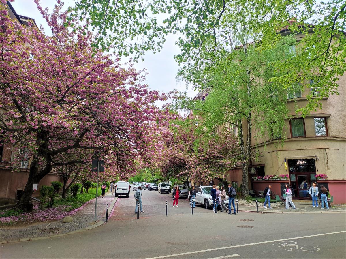 5 ідей для весняної подорожі на вихідні по Україні: від сакур до Шевченка