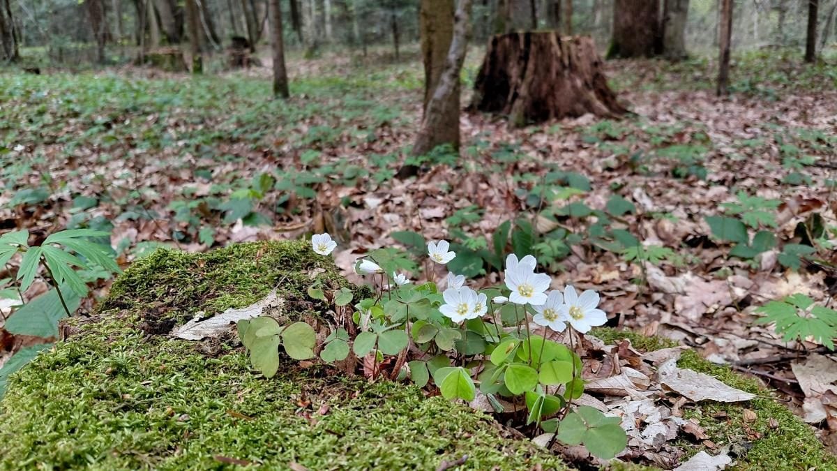 Доброгостів: розслабляючий похід до мальовничого озера з Трускавця