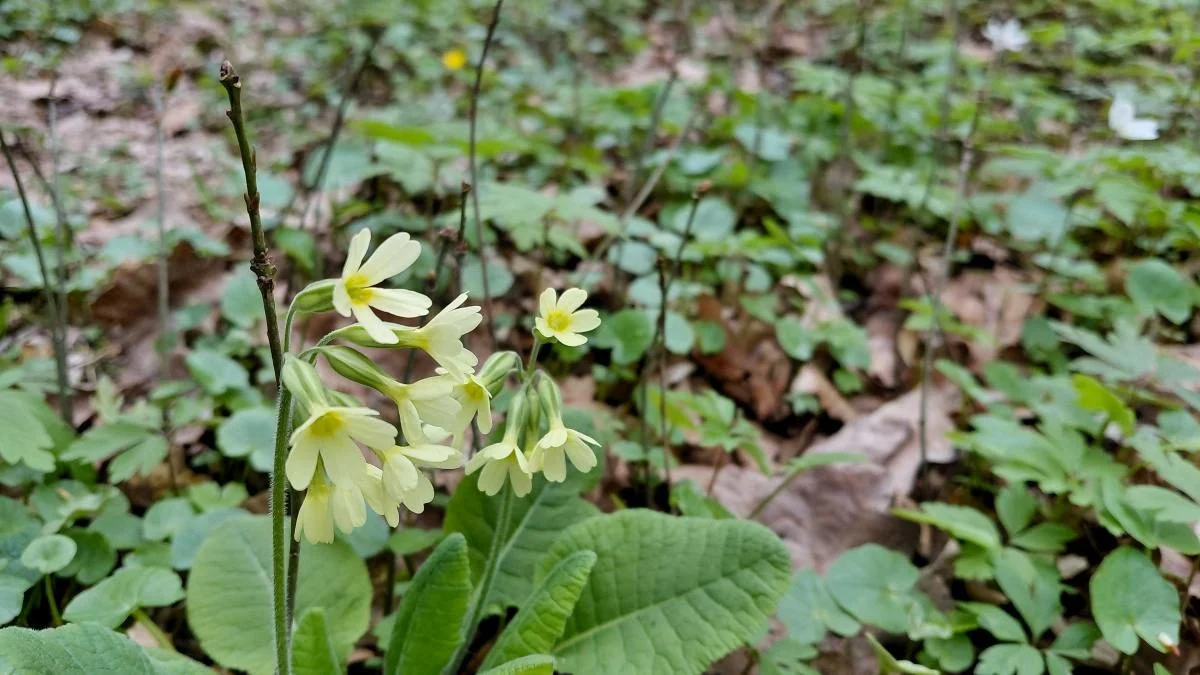 Доброгостів: розслабляючий похід до мальовничого озера з Трускавця