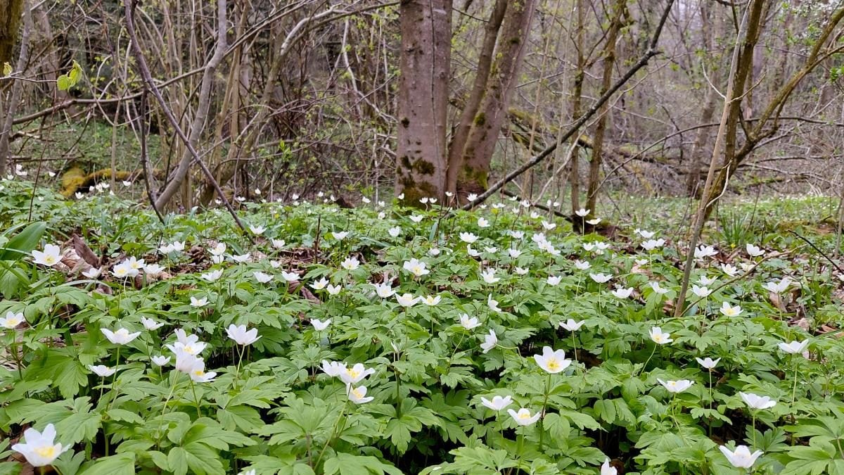 Доброгостів: розслабляючий похід до мальовничого озера з Трускавця