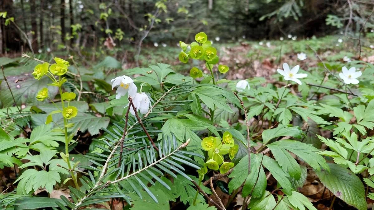Доброгостів: розслабляючий похід до мальовничого озера з Трускавця