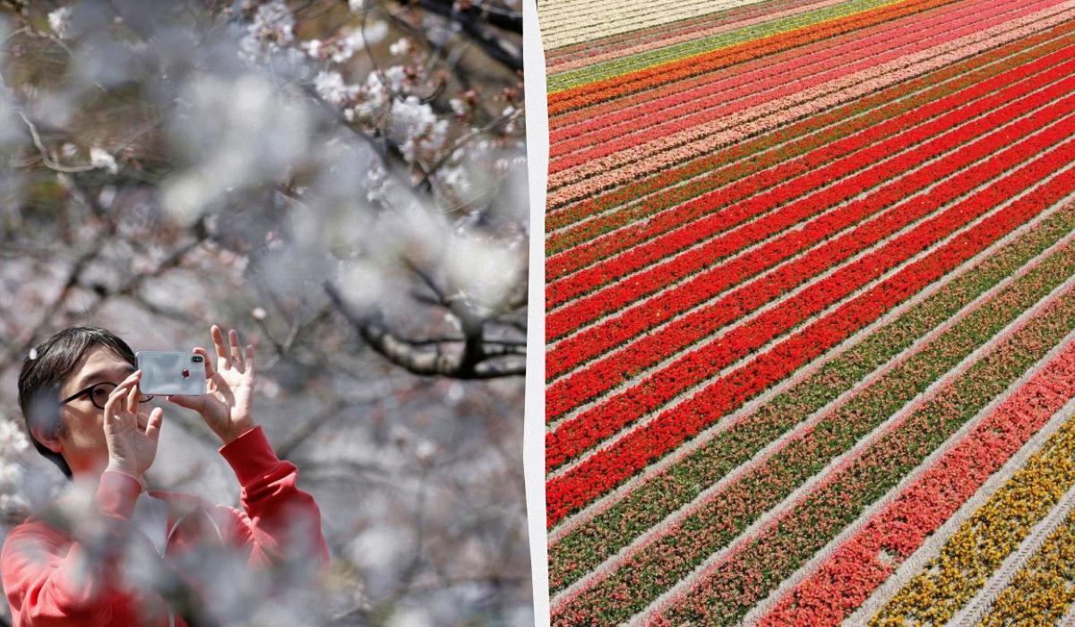 Квітковий туризм став одним із головних трендів 2026 року: 5 найкращих місць у світі для подорожей