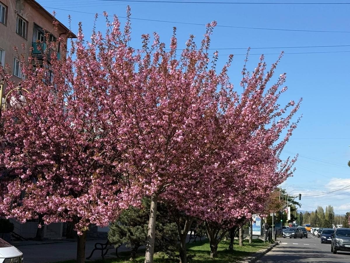 Наближається пік "рожевої весни": в Ужгороді почали масово цвісти сакури (фото)