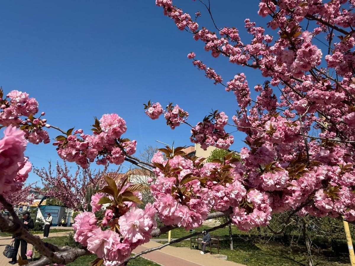 Наближається пік "рожевої весни": в Ужгороді почали масово цвісти сакури (фото)