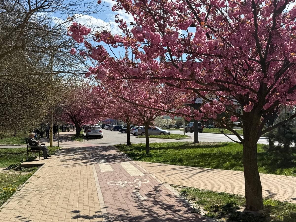 Наближається пік "рожевої весни": в Ужгороді почали масово цвісти сакури (фото)