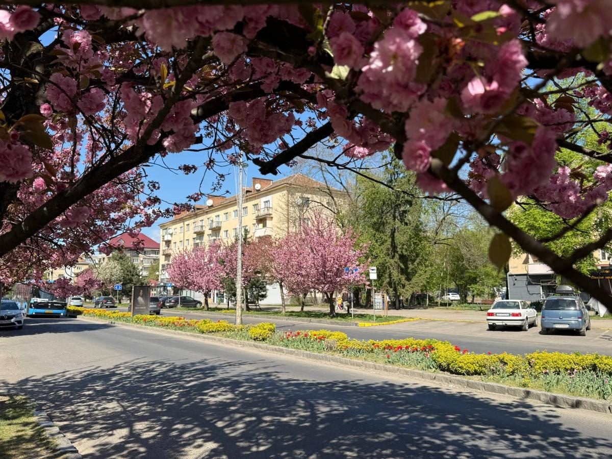 Наближається пік "рожевої весни": в Ужгороді почали масово цвісти сакури (фото)
