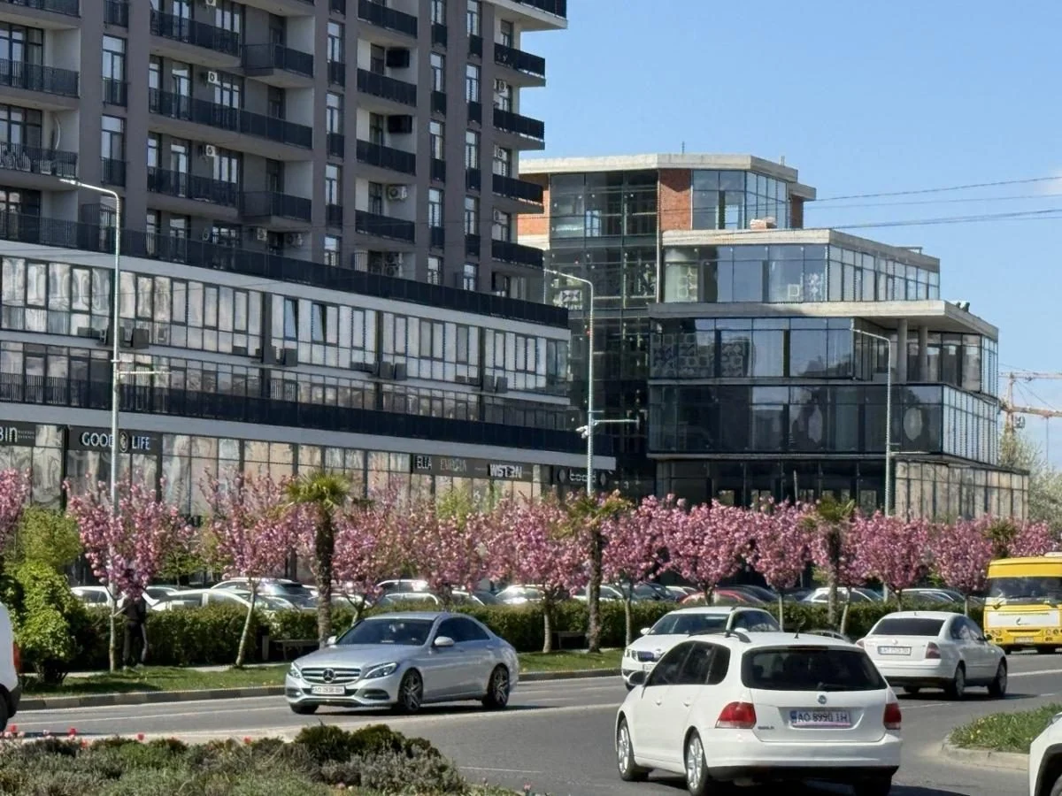 Наближається пік "рожевої весни": в Ужгороді почали масово цвісти сакури (фото)