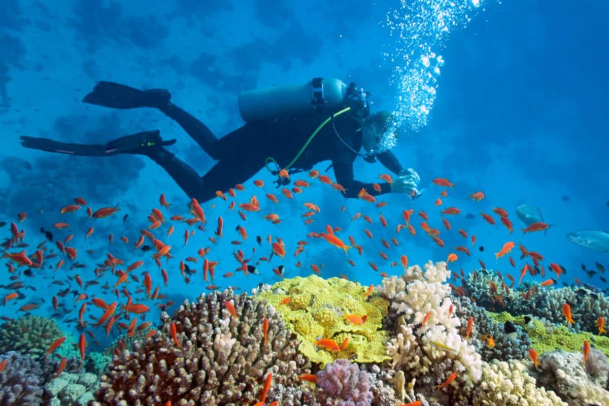Підводні таємниці: 6 місць, куди дайвери з усього світу мріють потрапити у 2026 році