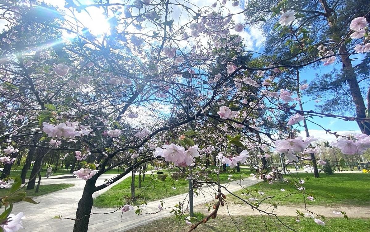 В Києві почали цвісти сакури: в парку "Кіото" також радують відвідувачів і магнолії (фото)