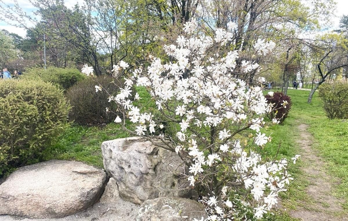 В Києві почали цвісти сакури: в парку "Кіото" також радують відвідувачів і магнолії (фото)