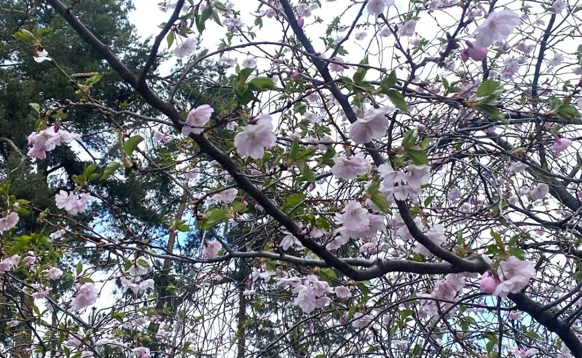 В Києві почали цвісти сакури: в парку "Кіото" також радують відвідувачів і магнолії (фото)