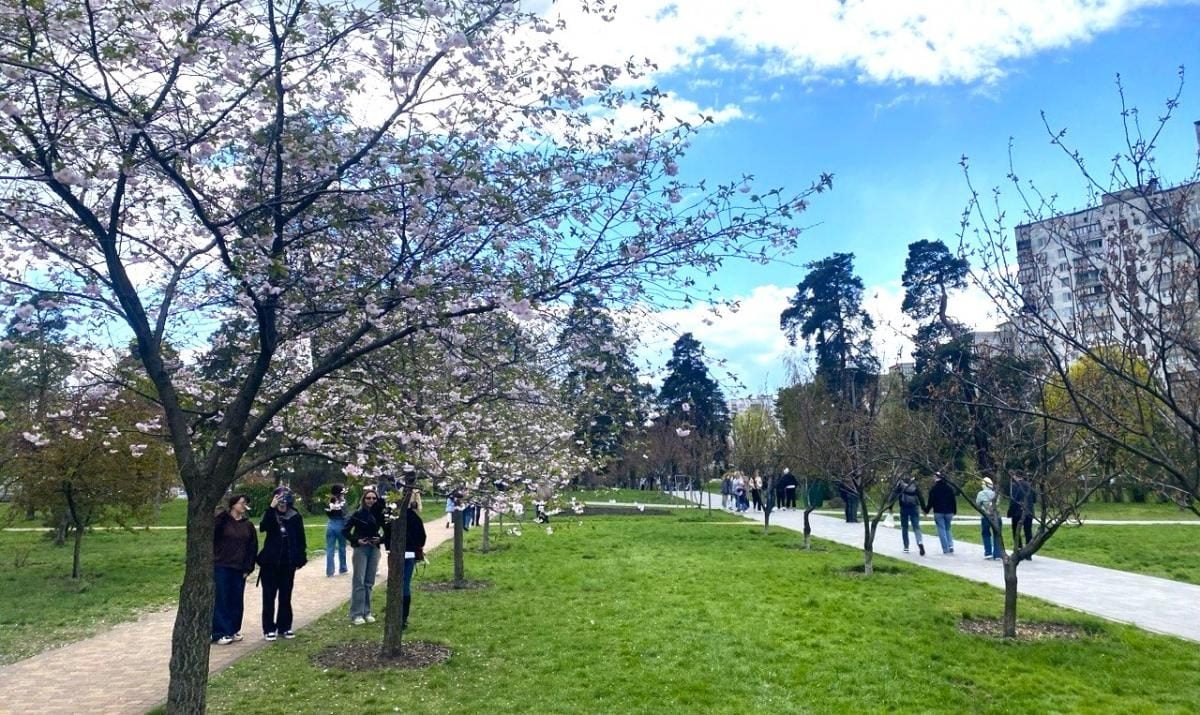 В Києві почали цвісти сакури: в парку "Кіото" також радують відвідувачів і магнолії (фото)