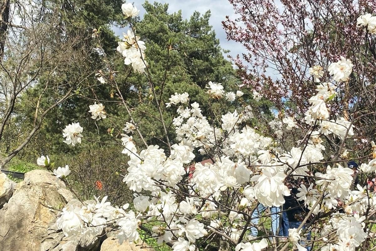 В Києві почали цвісти сакури: в парку "Кіото" також радують відвідувачів і магнолії (фото)