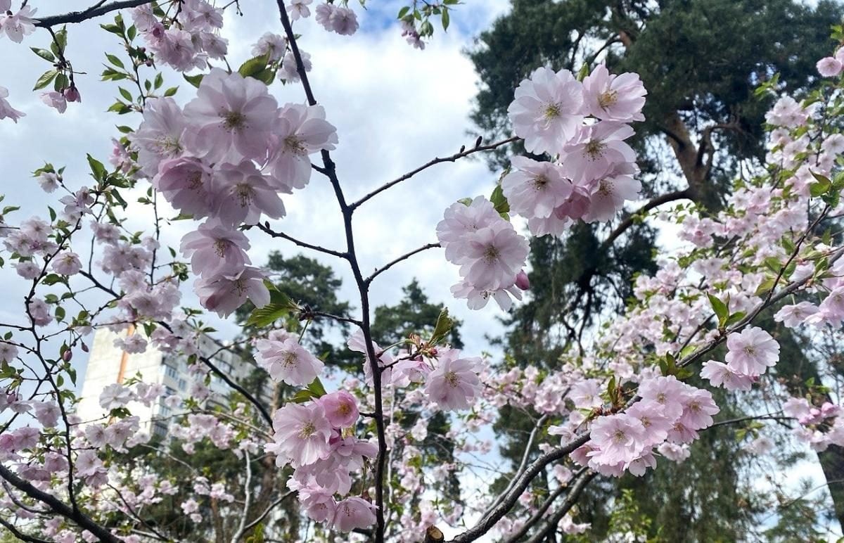 В Києві почали цвісти сакури: в парку "Кіото" також радують відвідувачів і магнолії (фото)
