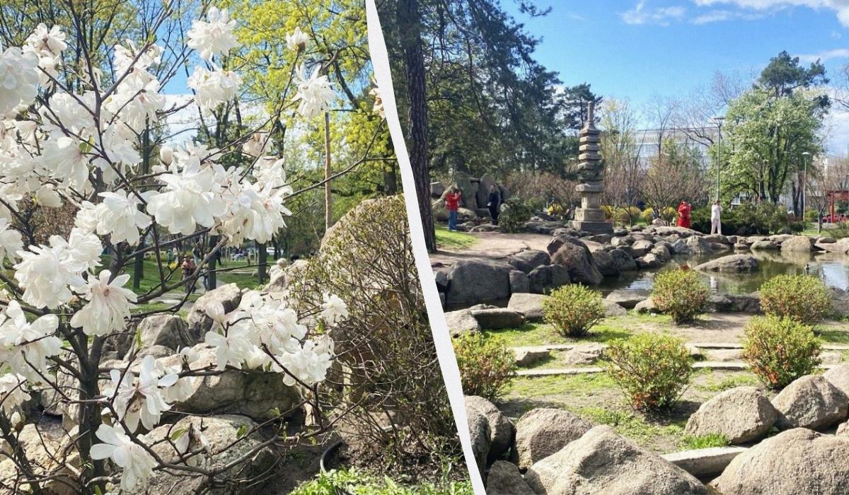 В Києві почали цвісти сакури: в парку "Кіото" також радують відвідувачів і магнолії (фото)