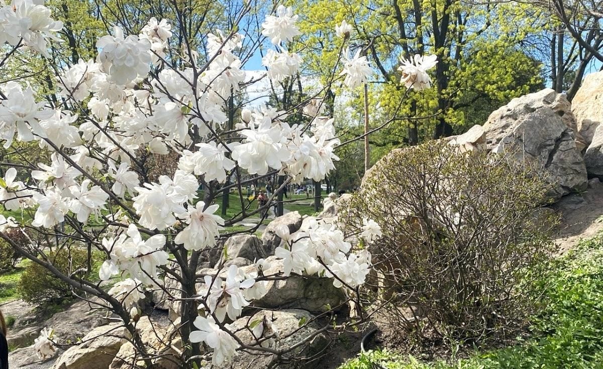 В Києві почали цвісти сакури: в парку "Кіото" також радують відвідувачів і магнолії (фото)