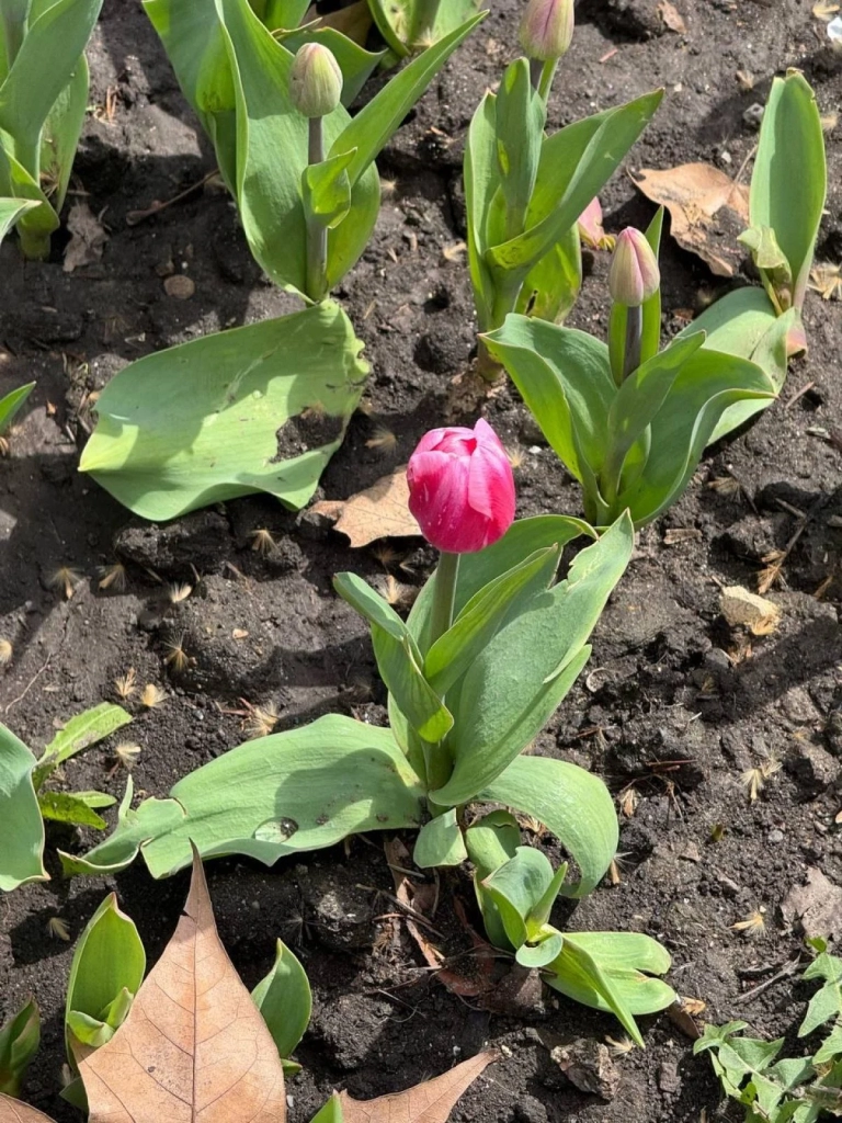 В Одесі зацвіли тюльпани з Нідерландів: незабаром місто вкриє фантастичний килим (фото)