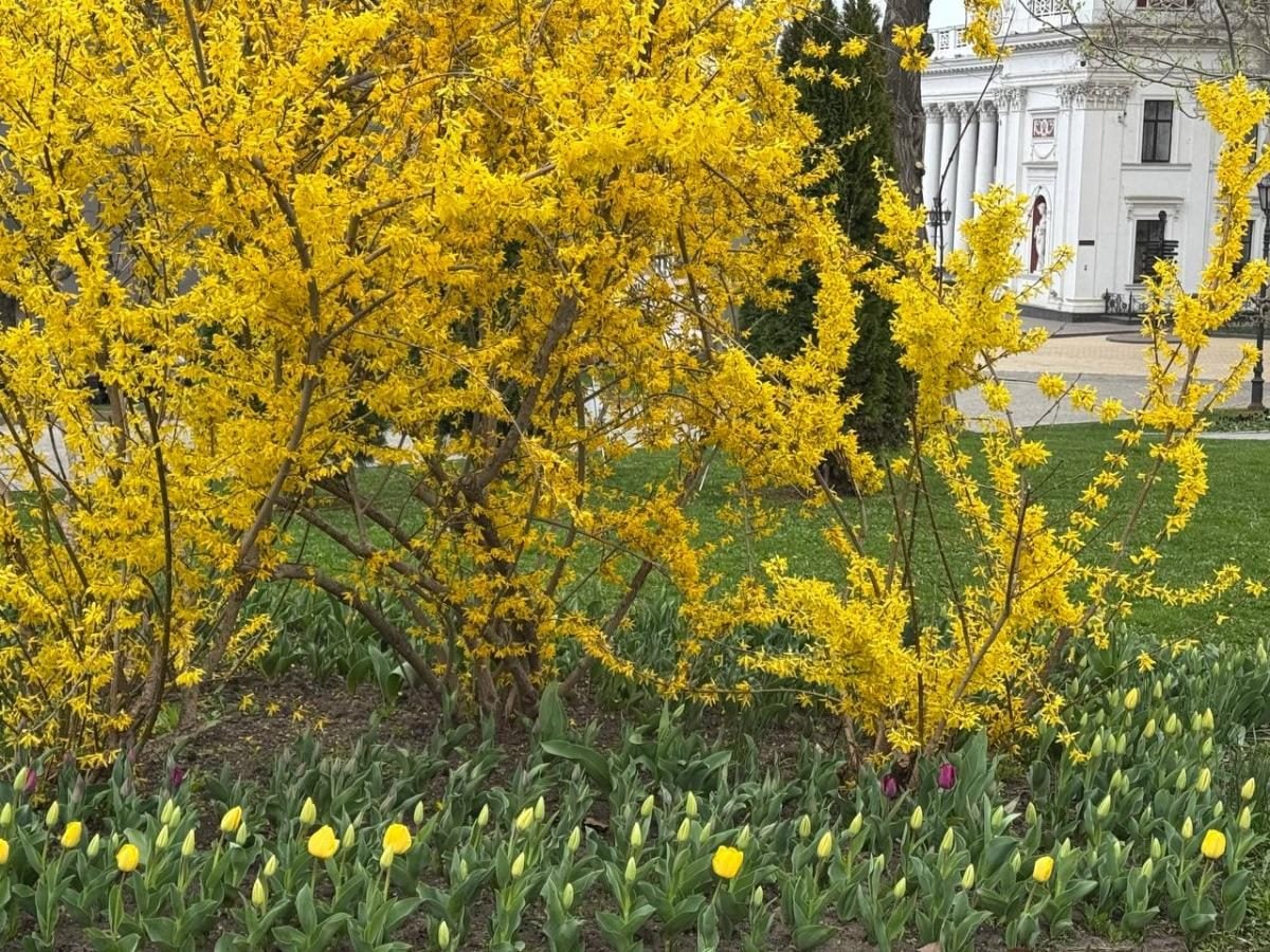 В Одесі зацвіли тюльпани з Нідерландів: незабаром місто вкриє фантастичний килим (фото)