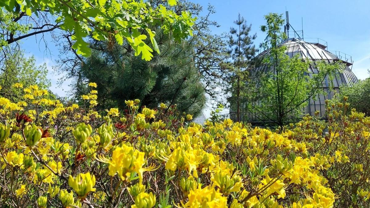 У київському ботанічному саду спостерігається великий наплив відвідувачів через цвітіння бузку (фоторепортаж) 17 Не проштовхнутися: у київському ботсаду ажіотаж через цвітіння бузку (фоторепортаж)