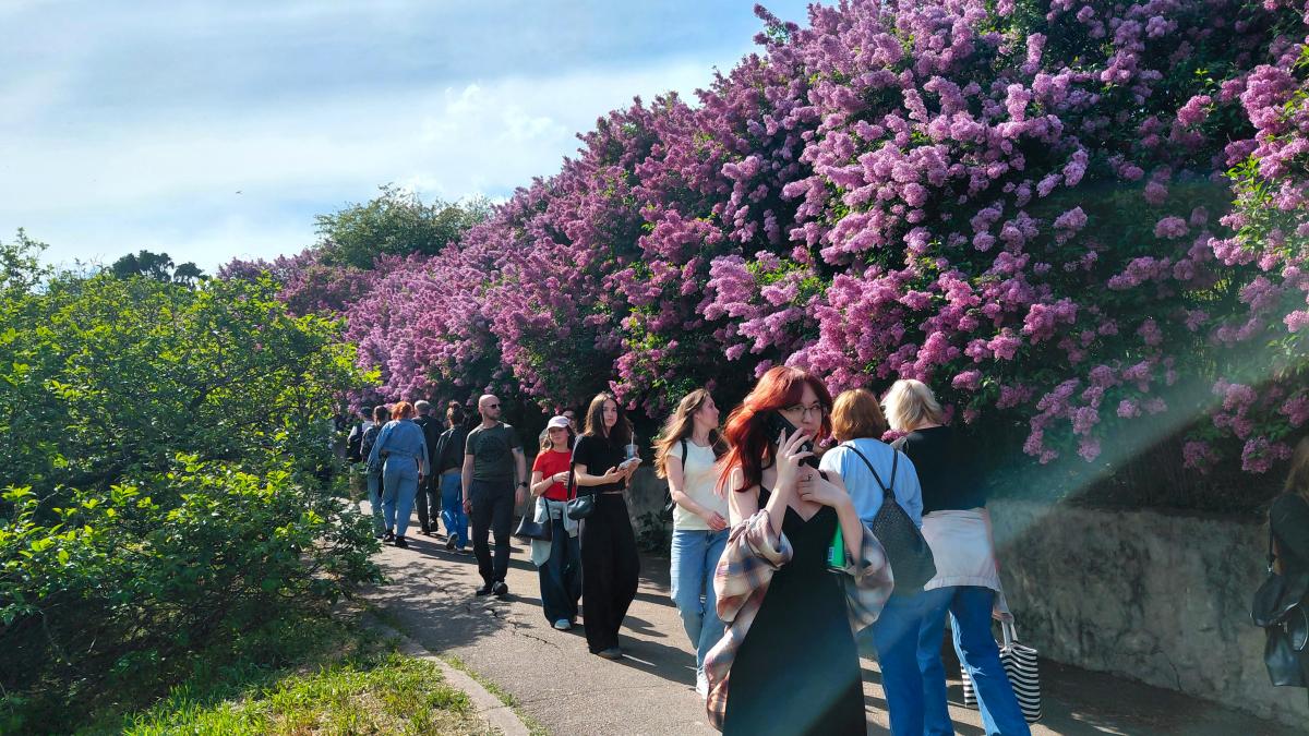 У київському ботанічному саду спостерігається великий наплив відвідувачів через цвітіння бузку (фоторепортаж) 1 Не проштовхнутися: у київському ботсаду ажіотаж через цвітіння бузку (фоторепортаж)