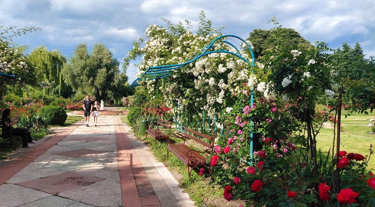Аромати неможливо передати: у ботанічному саду Гришка розпочалося цвітіння троянд (фоторепортаж) 2 Аромати не передати: в ботсаду Гришка пік цвітіння троянд (фоторепортаж)